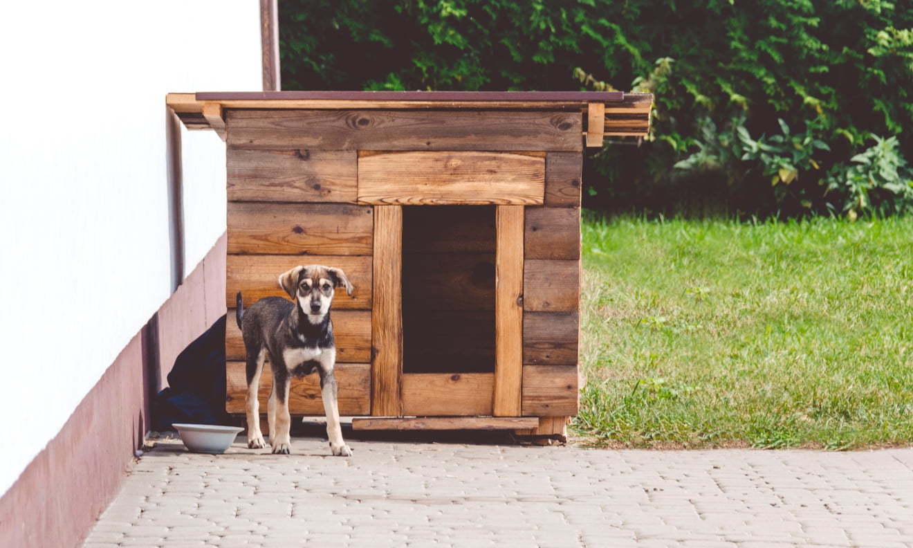 犬小屋と犬