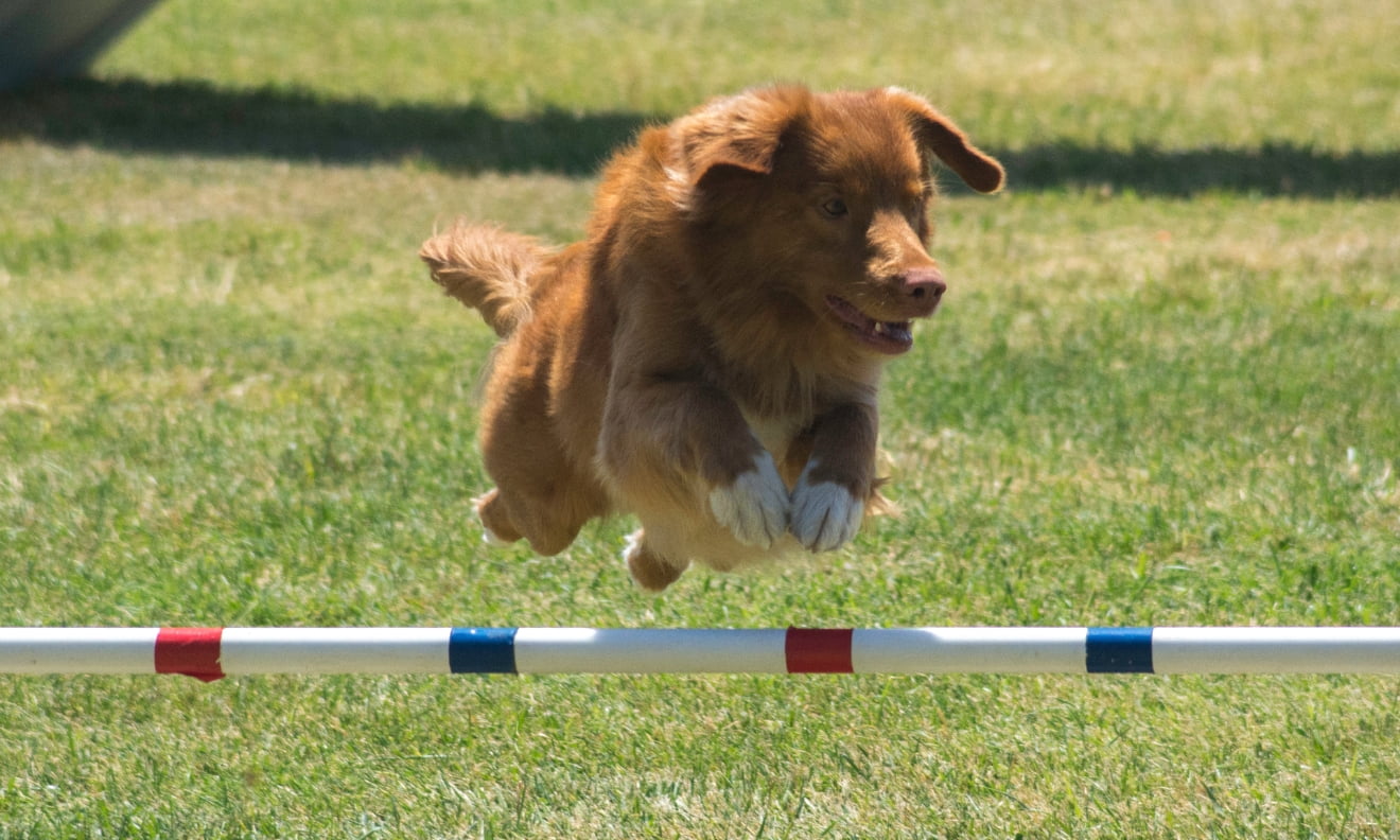 ジャンプする犬